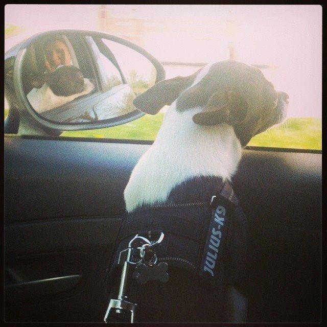 Chihuahua Kato (Min mors charmetrold) billede 3