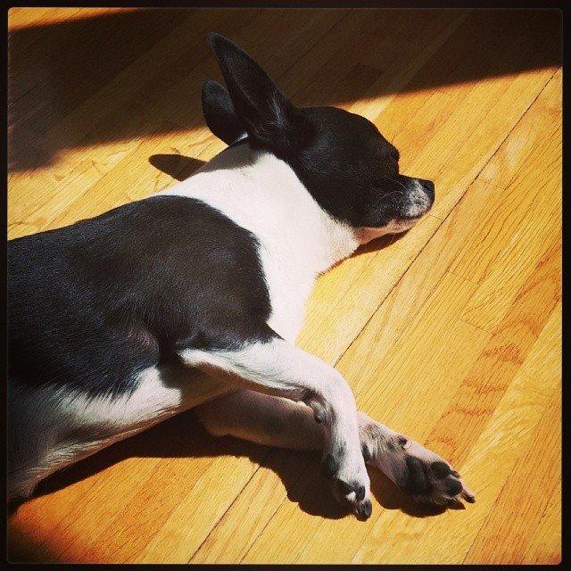 Chihuahua Kato (Min mors charmetrold) billede 4