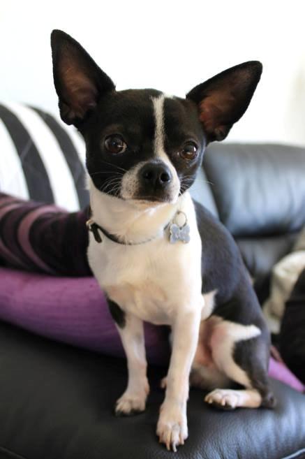 Chihuahua Kato (Min mors charmetrold) billede 5