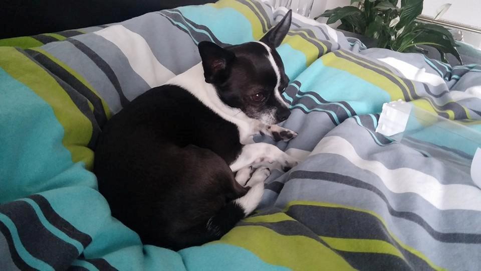 Chihuahua Kato (Min mors charmetrold) billede 6