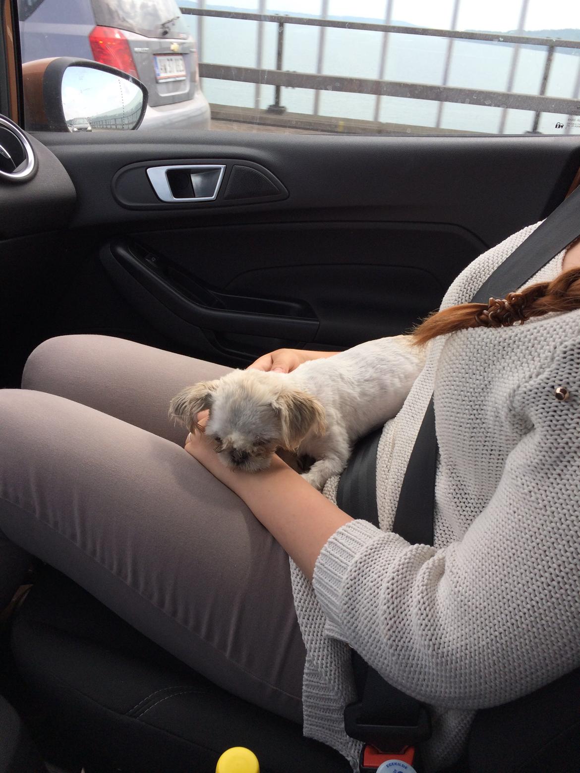 Shih tzu Alma - Alma tog køreturen fra Aabenrå og til Århus så fint, hun lagde sig ned og sov :) billede 3