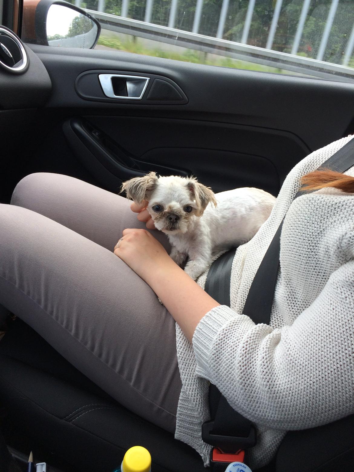 Shih tzu Alma - Lille pige, på vej til hendes nye hjem <3 billede 4
