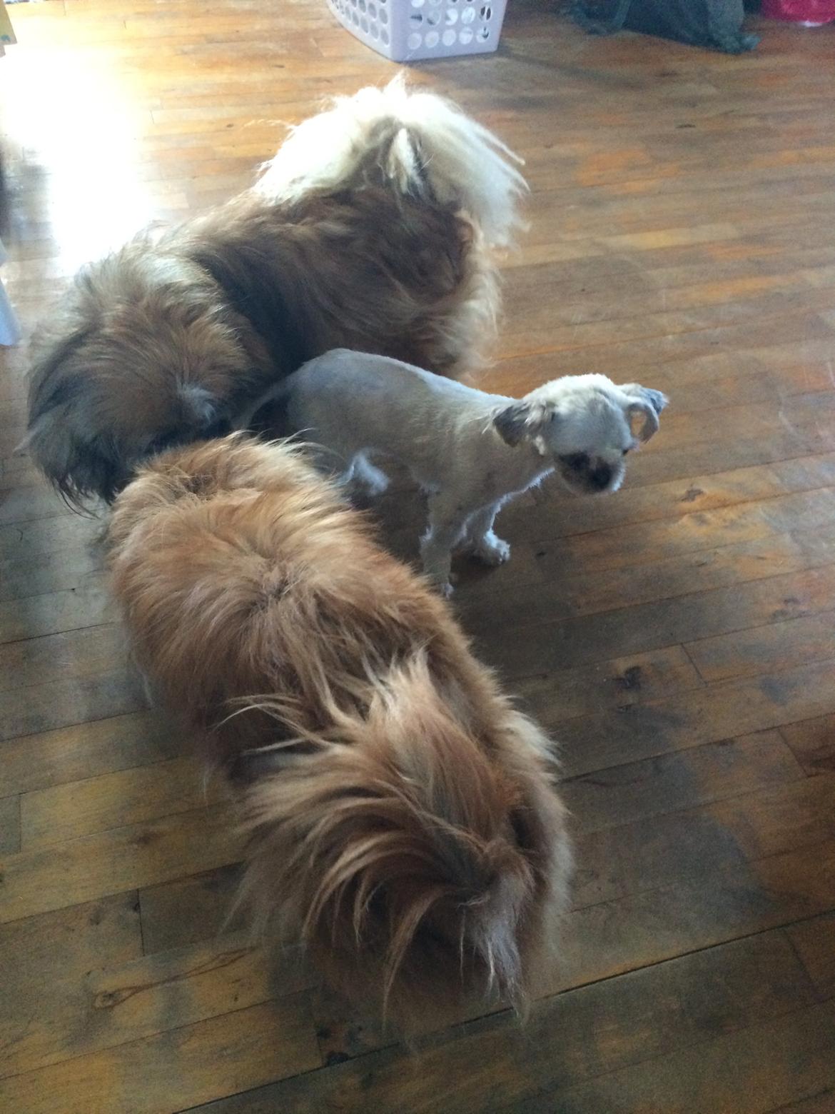 Shih tzu Alma - Alma bliver budt velkommen af hendes nye storebror og storesøster :) billede 6