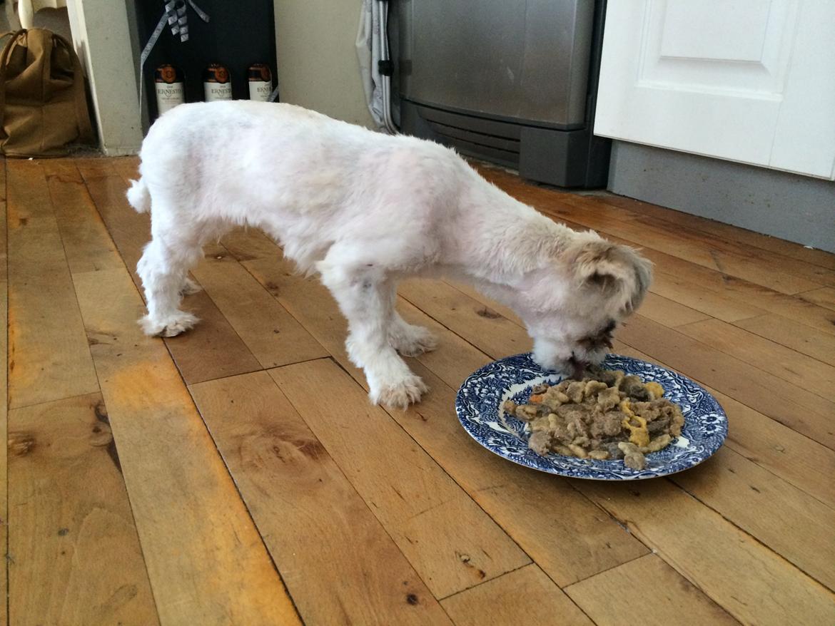 Shih tzu Alma - Alma får Shih Tzu foder billede 7