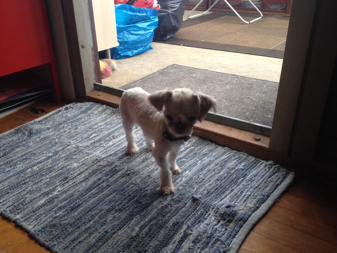 Shih tzu Alma - Lille smukke pige <3 billede 9