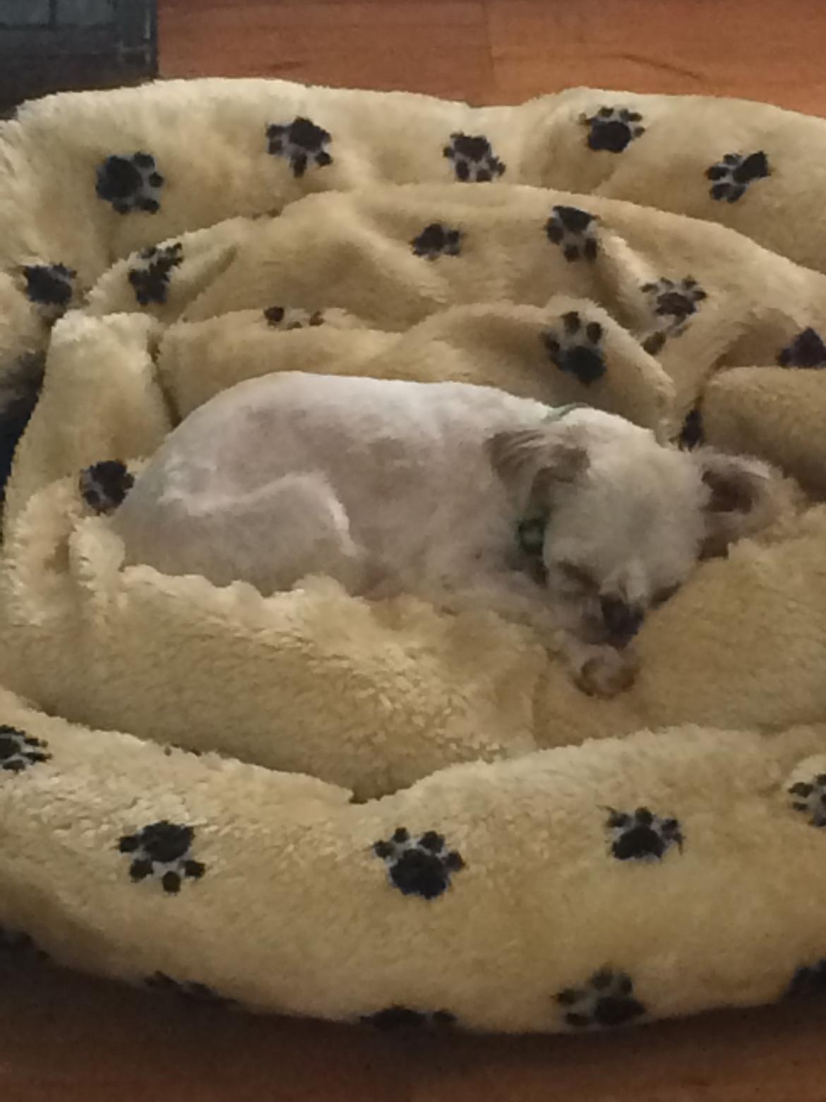 Shih tzu Alma - Lille nuller, som er højt elsket <3 billede 10