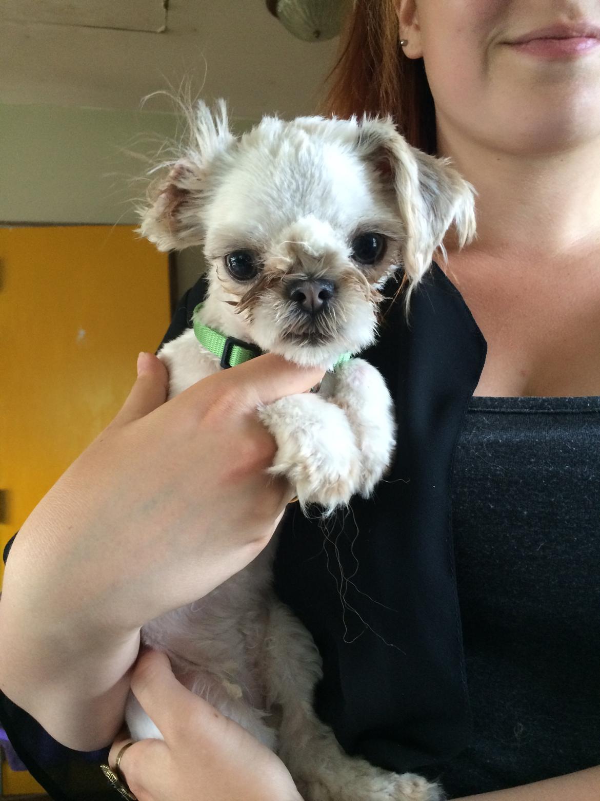 Shih tzu Alma - Ham vi købte Alma af, har trimmet hende. Hundeklipperen har hængt i flere steder, så Alma har flere sår rundt på kroppen :( lille nuller  billede 11