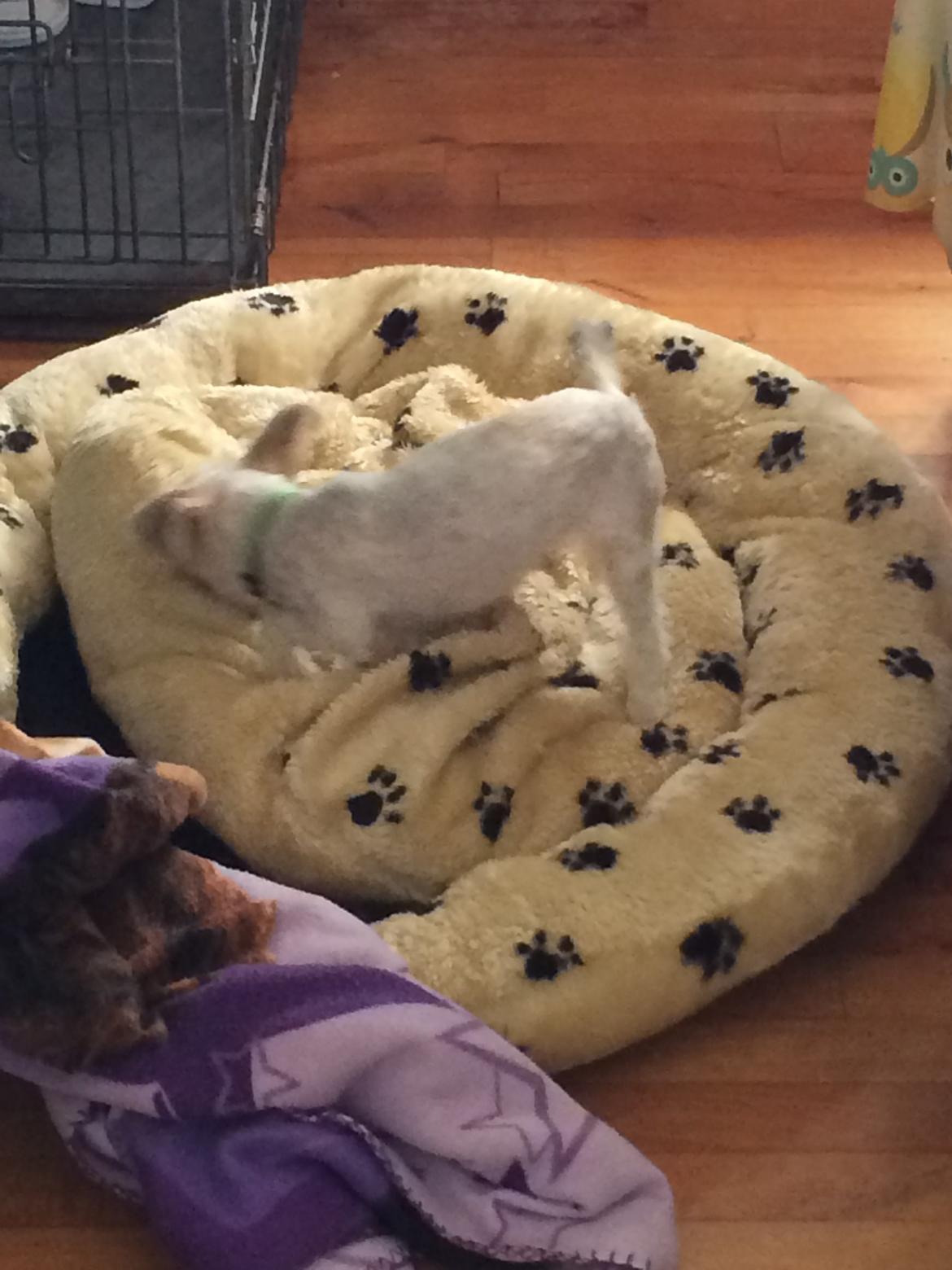 Shih tzu Alma - Reder seng...  4/6-14 billede 12