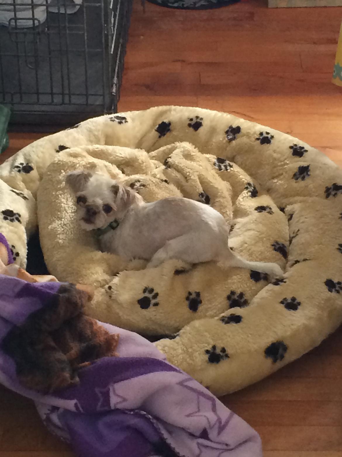 Shih tzu Alma - Reder seng... hvem mig???   :D  4/6-14 billede 13