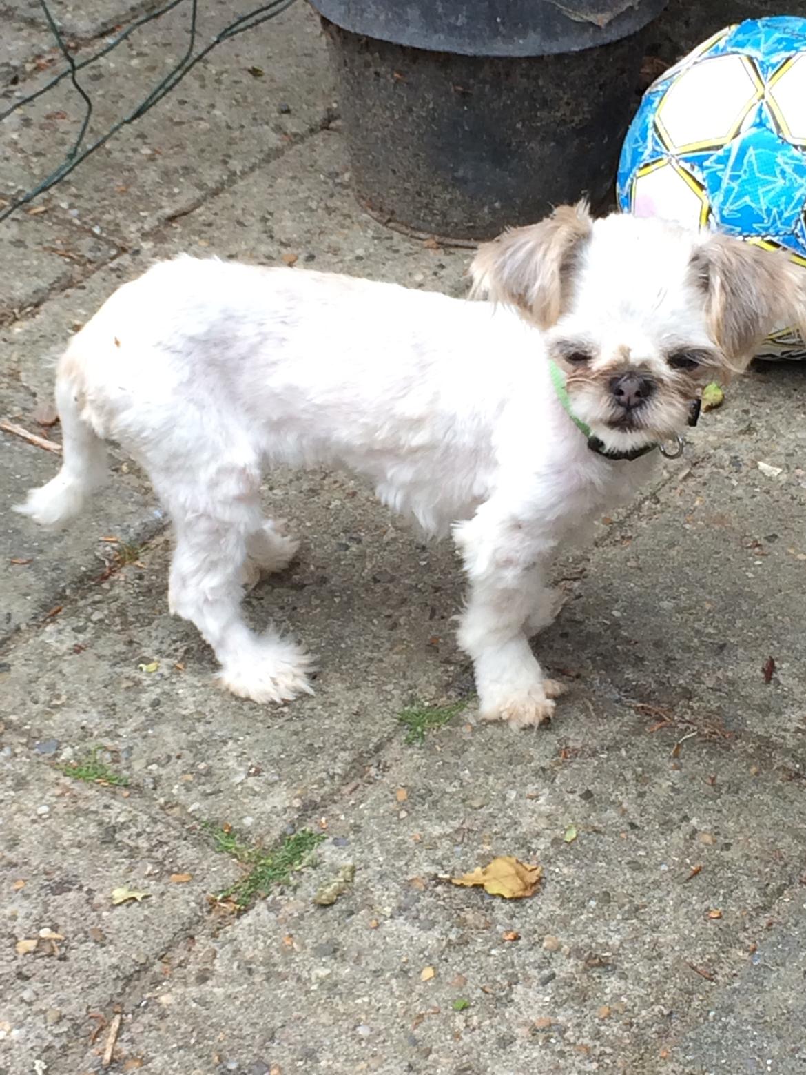 Shih tzu Alma - <3    Alma d 5/6-14 billede 15