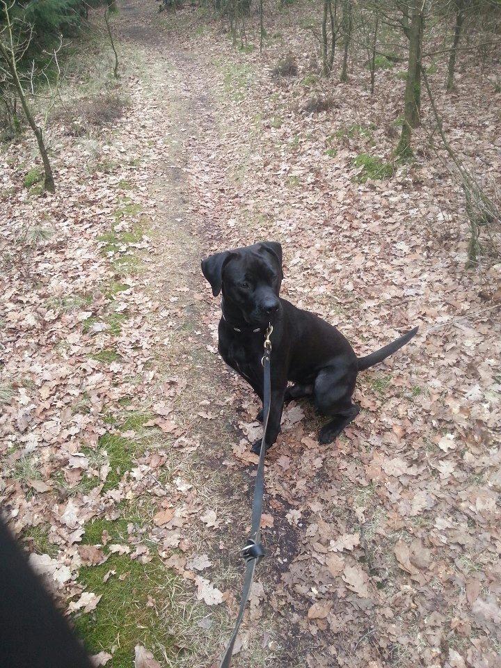 Blanding af racer King billede 1