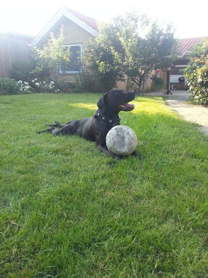 Blanding af racer King billede 2