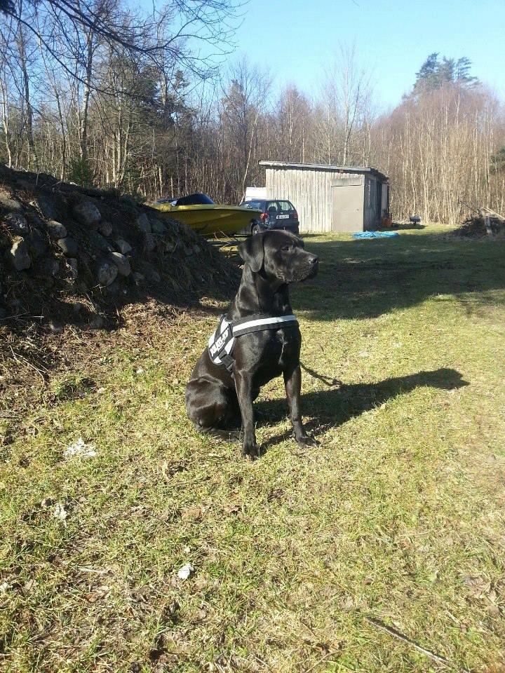 Blanding af racer King billede 4