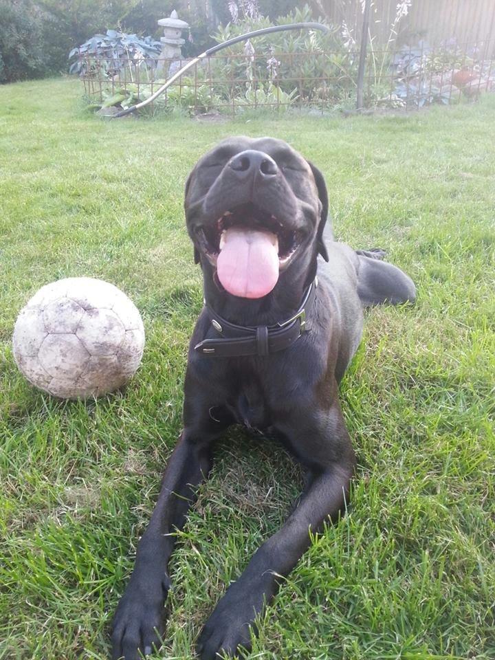 Blanding af racer King billede 5