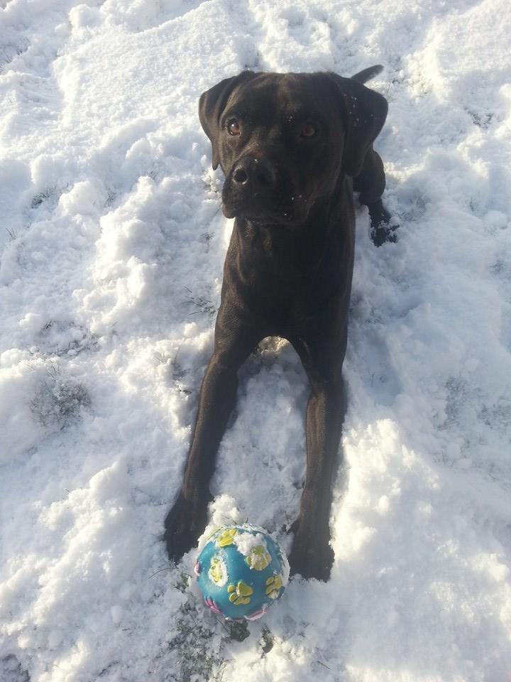 Blanding af racer King billede 6