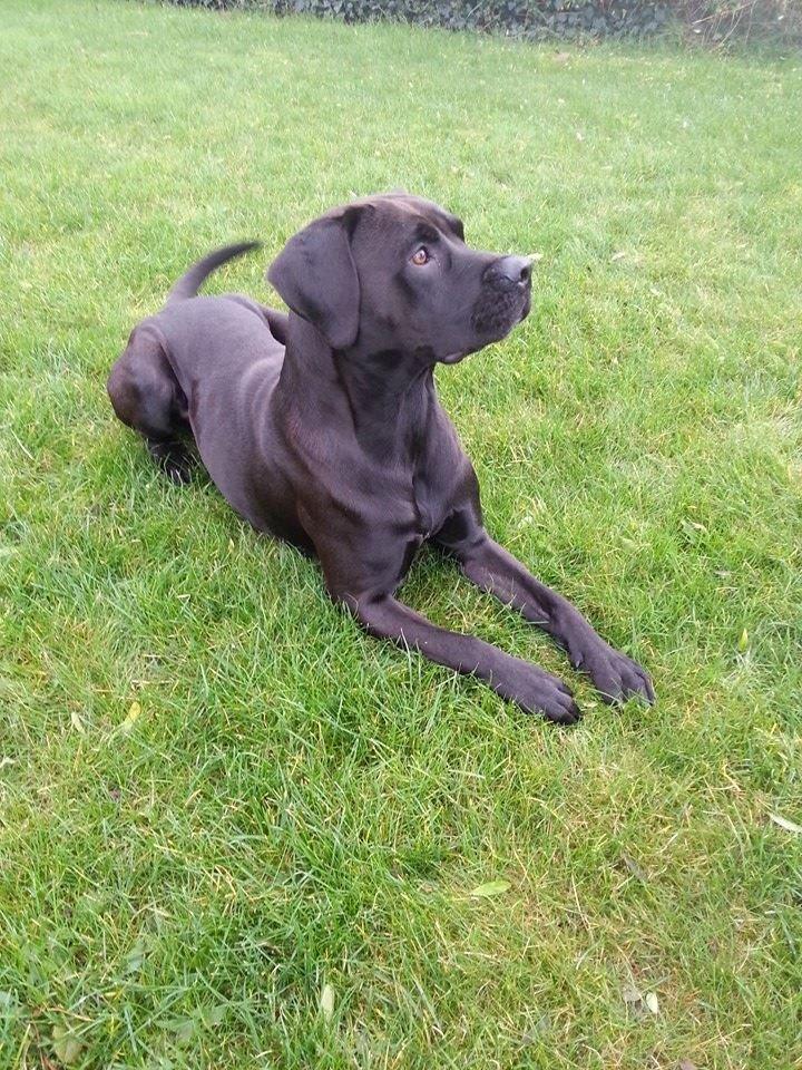 Blanding af racer King billede 7