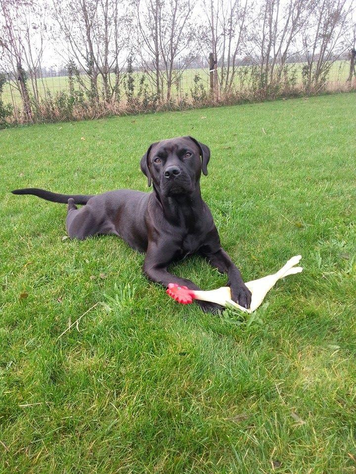 Blanding af racer King billede 8