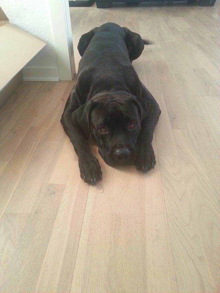 Blanding af racer King billede 9