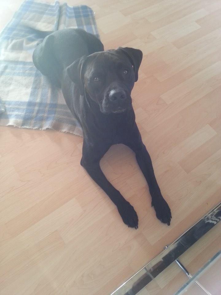 Blanding af racer King billede 10