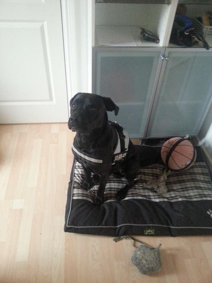 Blanding af racer King billede 11