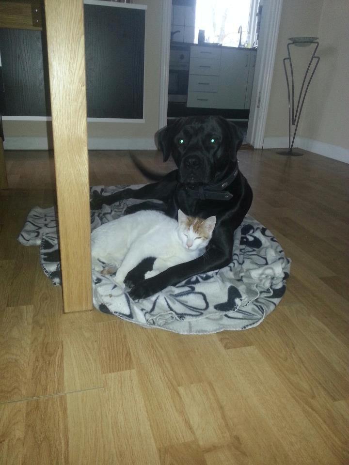 Blanding af racer King billede 3