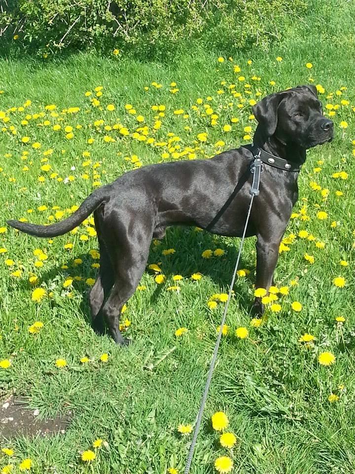 Blanding af racer King billede 12