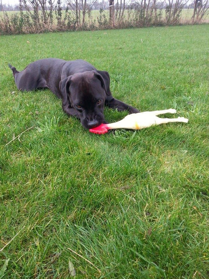 Blanding af racer King billede 13