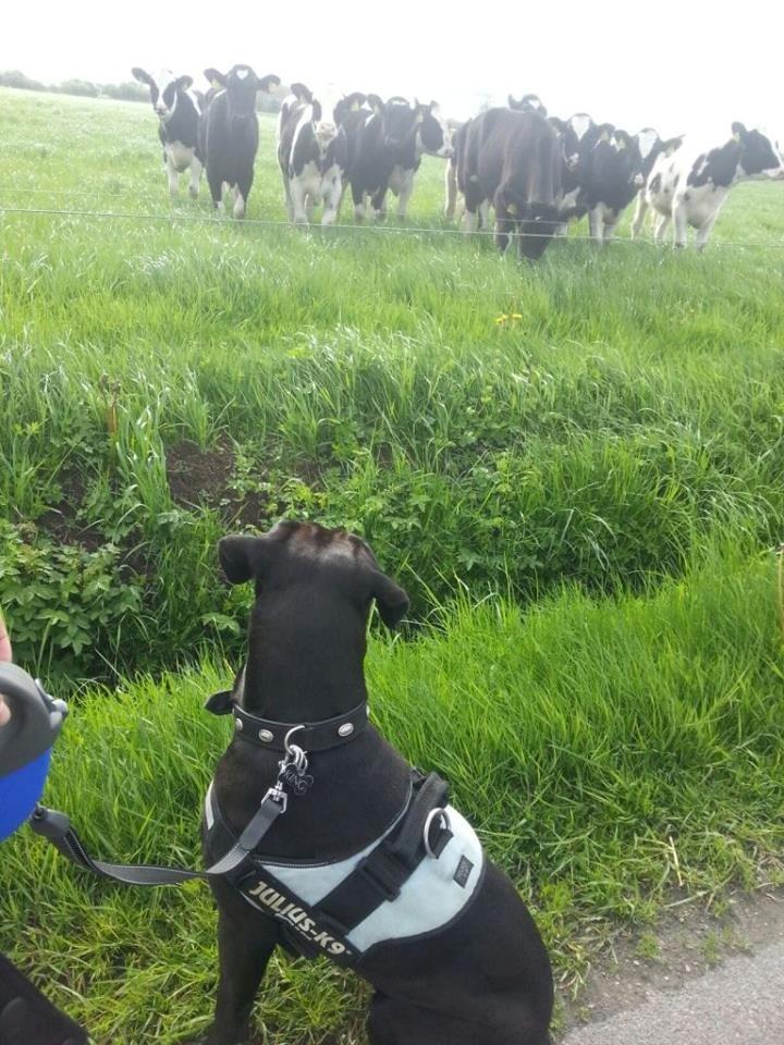 Blanding af racer King billede 15