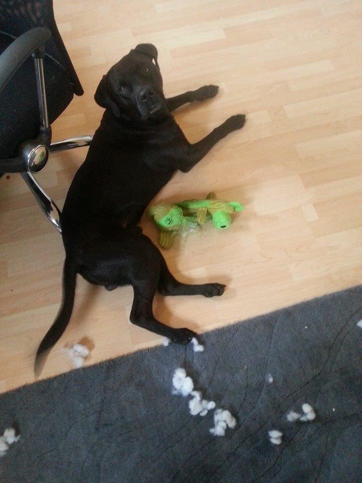 Blanding af racer King billede 16