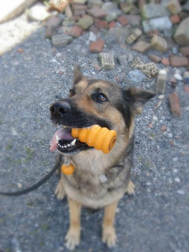 Schæferhund Happy billede 1