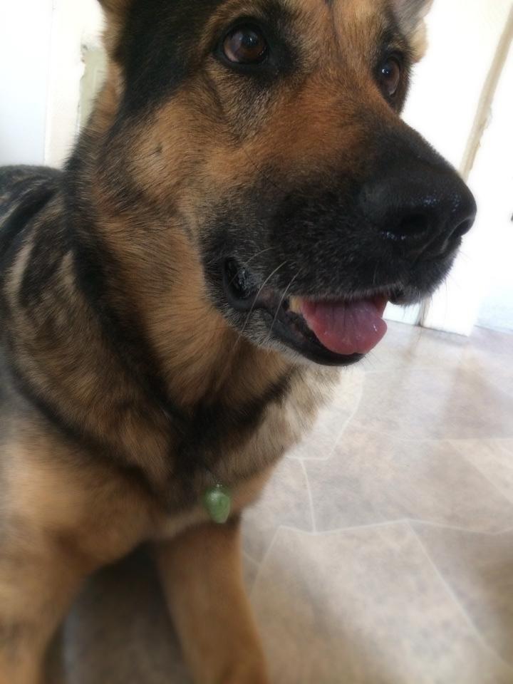 Schæferhund Happy billede 2