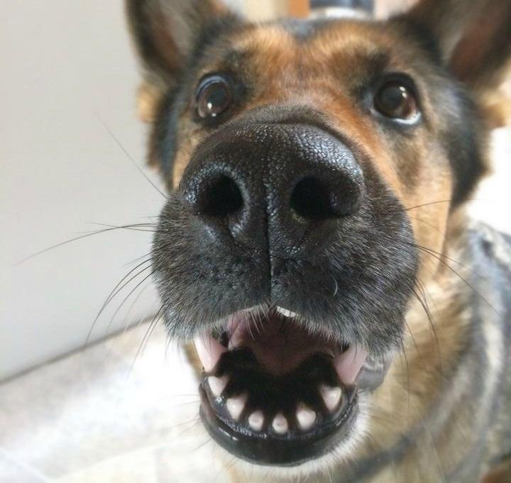 Schæferhund Happy billede 3