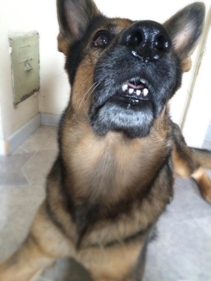 Schæferhund Happy billede 4