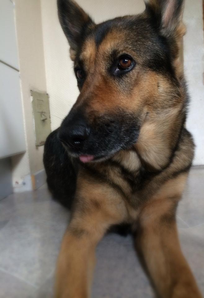 Schæferhund Happy billede 5