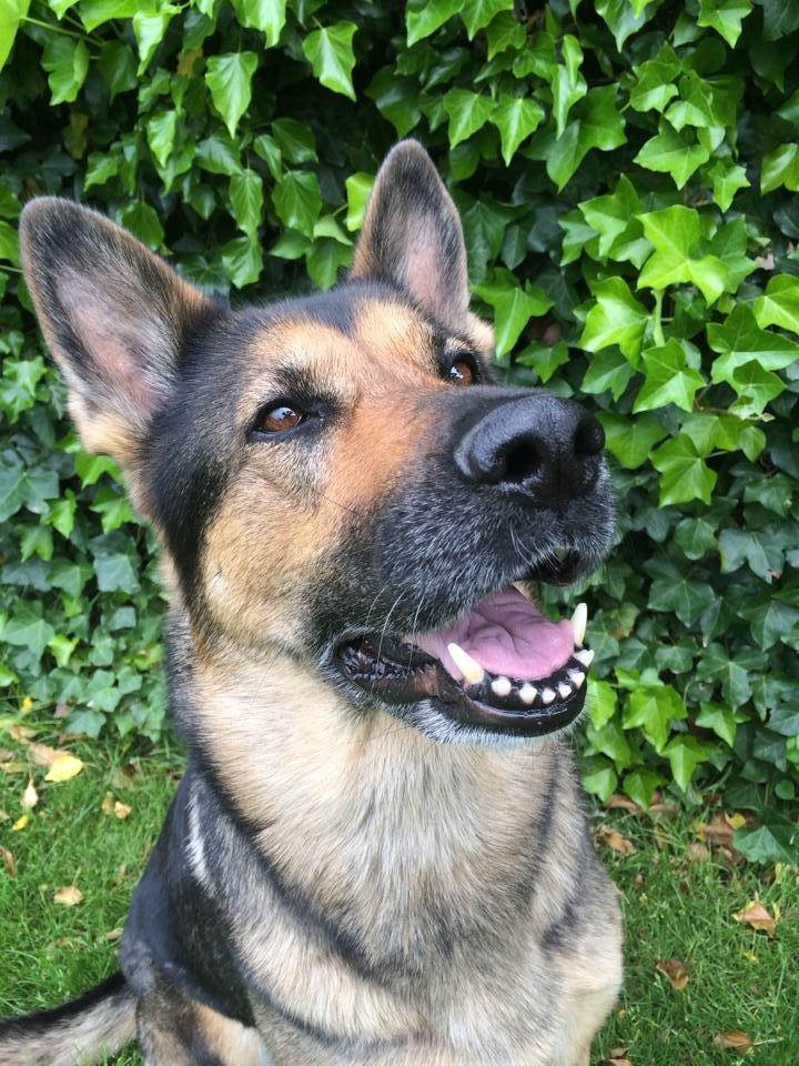 Schæferhund Happy billede 7