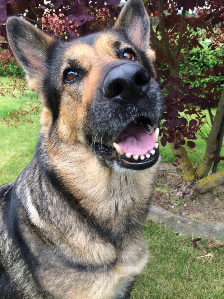 Schæferhund Happy billede 8