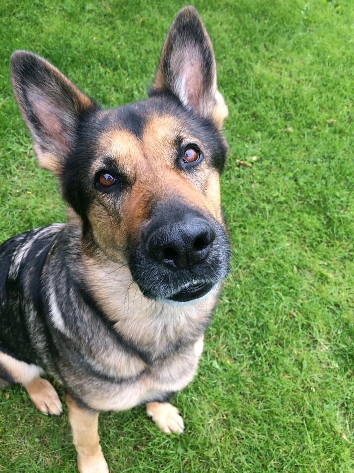 Schæferhund Happy billede 9