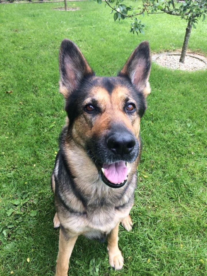 Schæferhund Happy billede 11