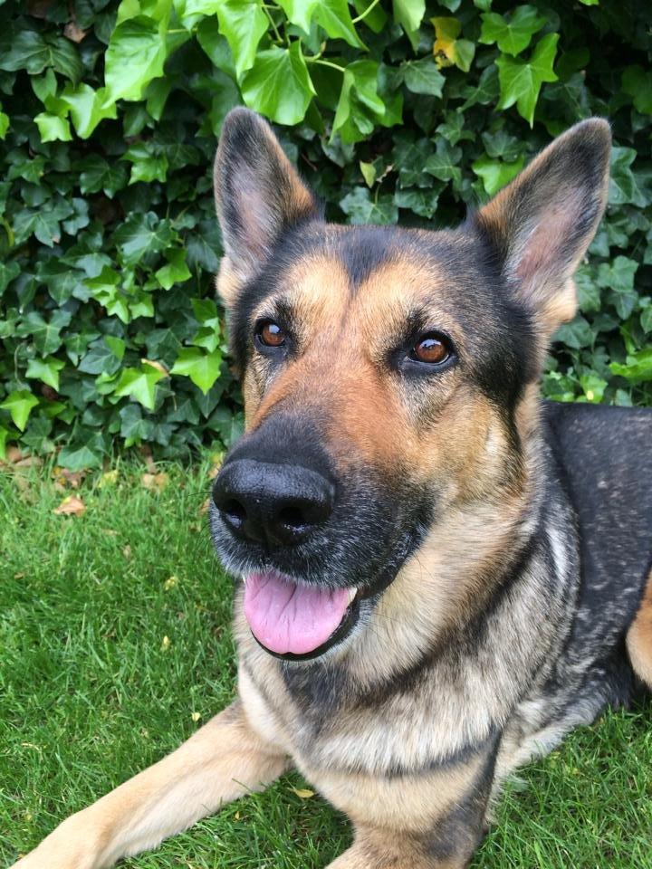 Schæferhund Happy billede 10