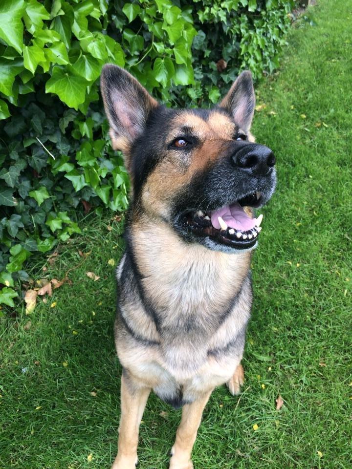 Schæferhund Happy billede 13