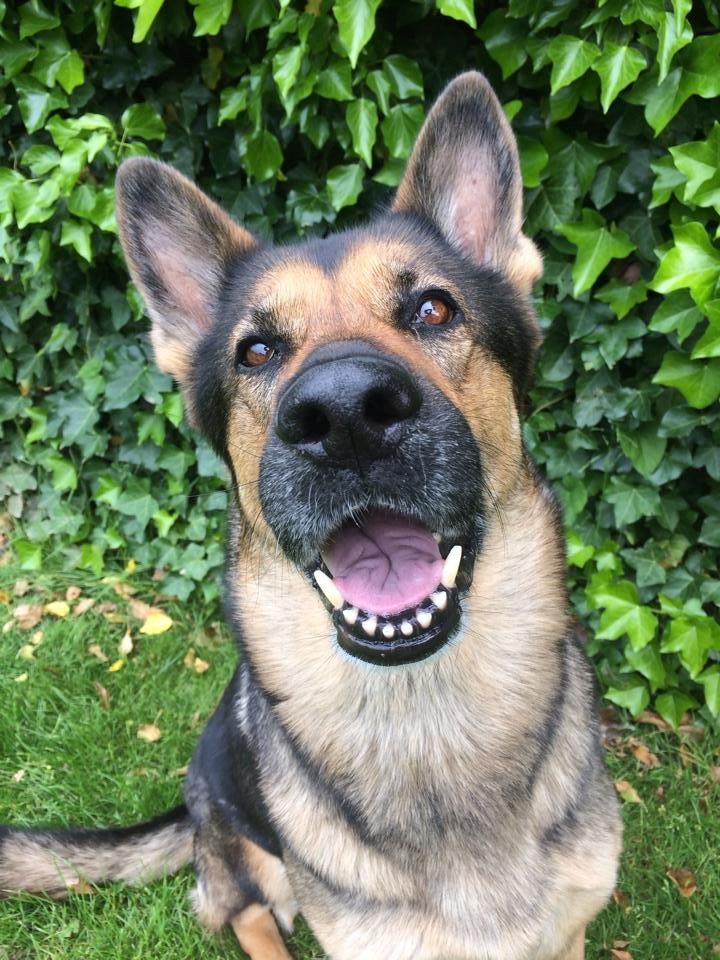 Schæferhund Happy billede 14