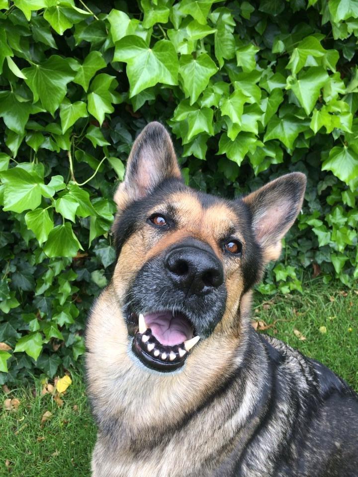 Schæferhund Happy billede 15