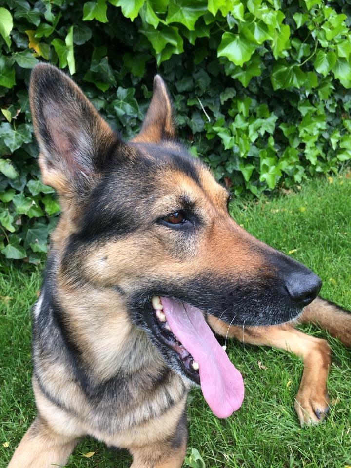 Schæferhund Happy billede 12