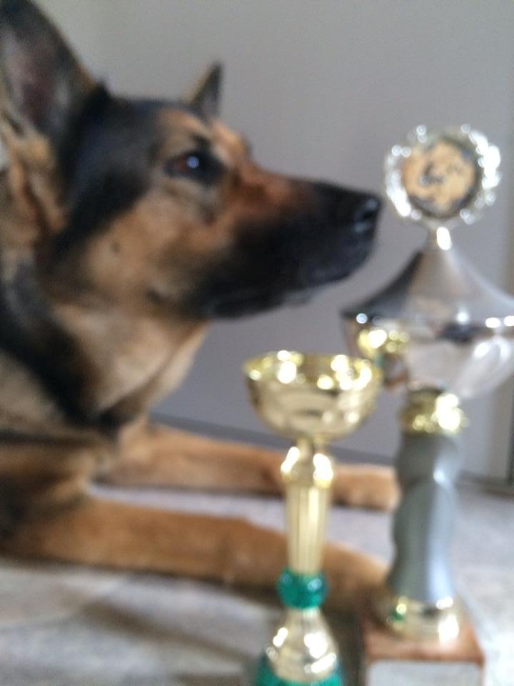 Schæferhund Happy billede 6