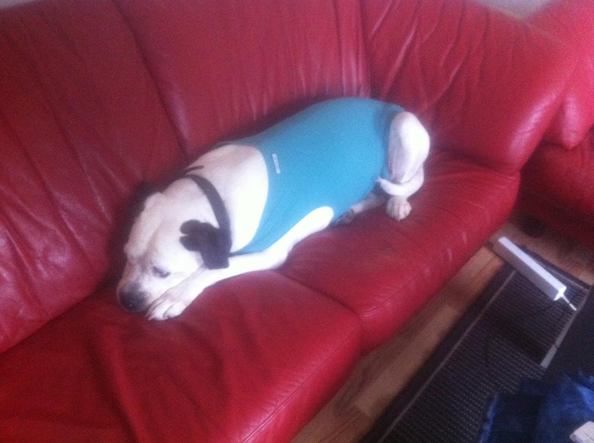 Blanding af racer Sille - lige opereret for brystkræft, med fin trøje på :) billede 11