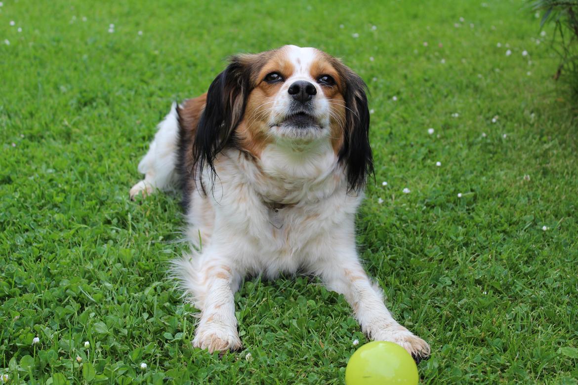 Blanding af racer Silja [Japansk cavalier] billede 3