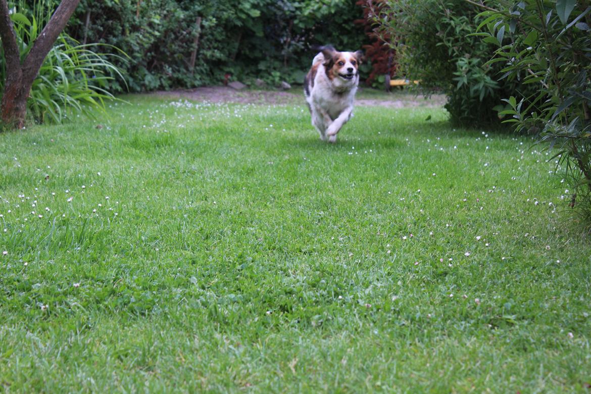 Blanding af racer Silja [Japansk cavalier] billede 2