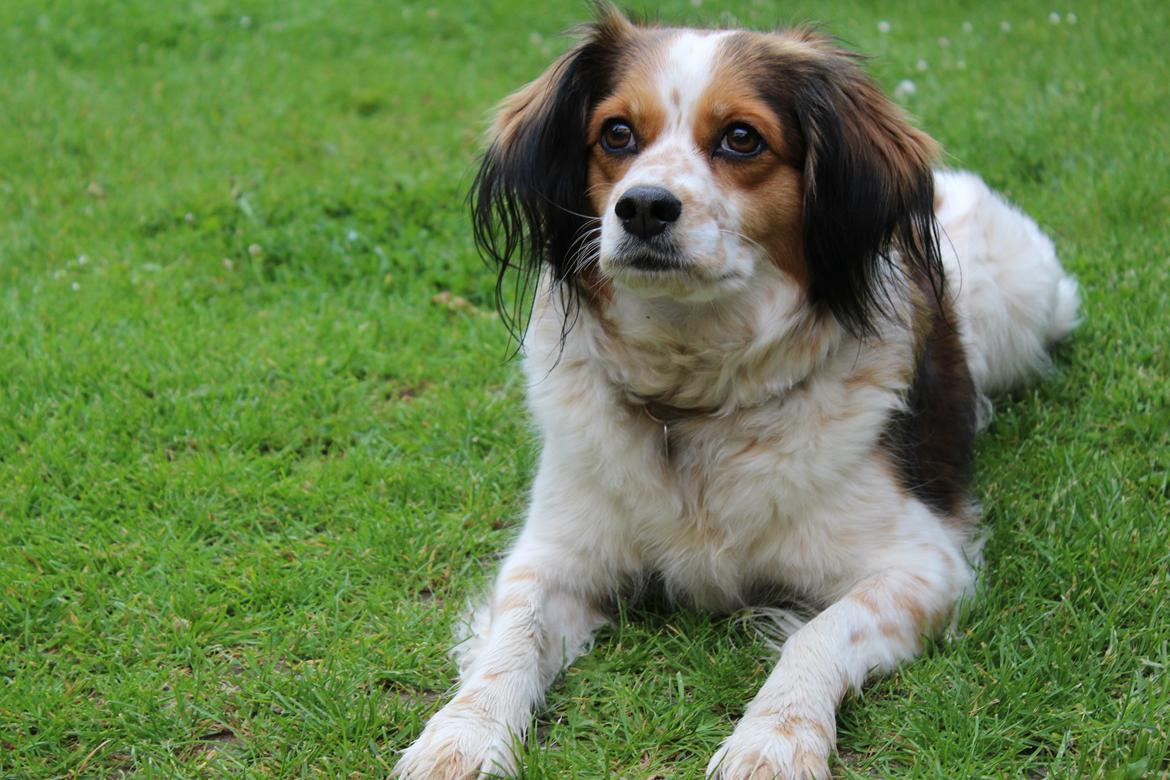 Blanding af racer Silja [Japansk cavalier] billede 1