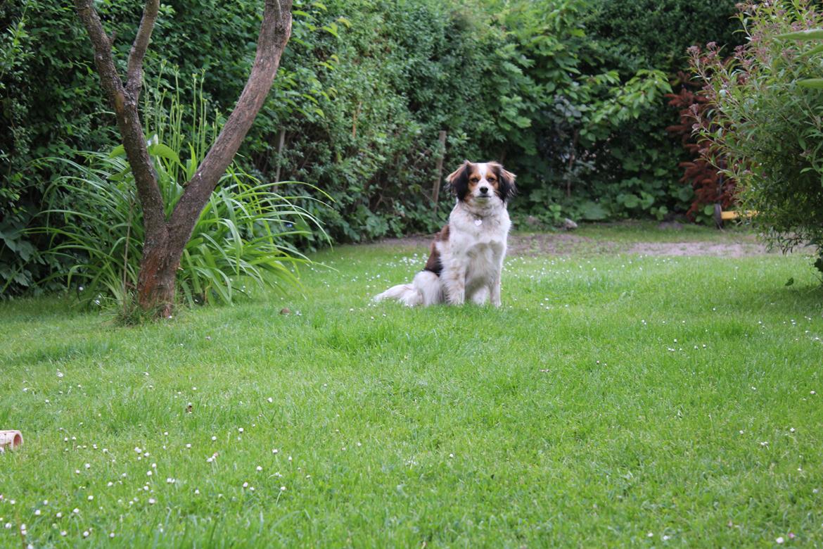 Blanding af racer Silja [Japansk cavalier] billede 6
