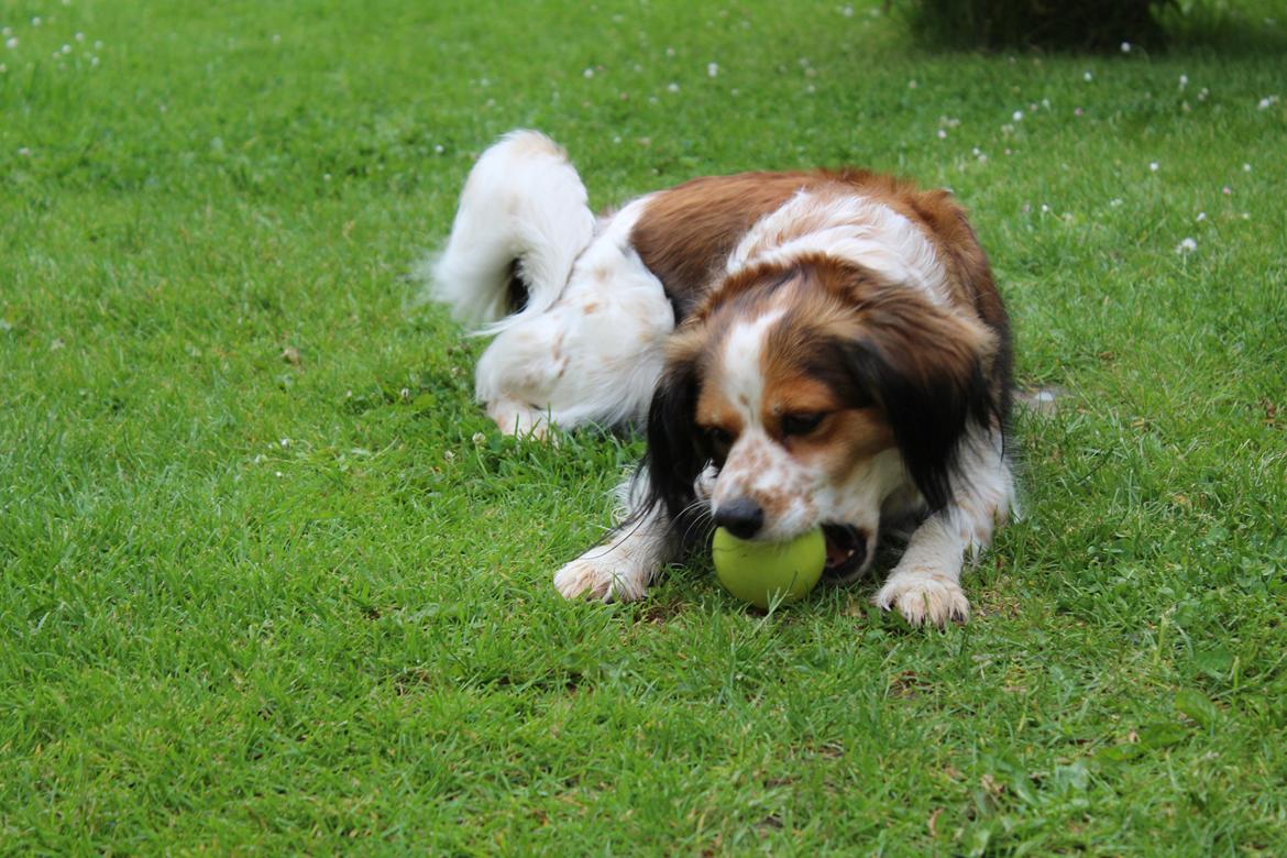 Blanding af racer Silja [Japansk cavalier] billede 4